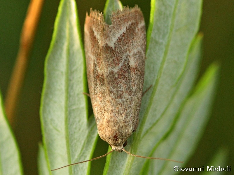 Noctuidae da ID